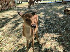 -北京鹿世界主题园