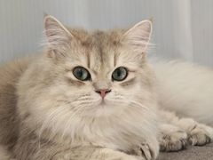 -Bastet sally猫舍购宠(静安店)