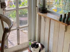 -海边的猫和咖啡馆