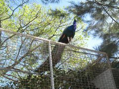 -费瑟代尔野生动物园