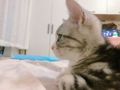 -纳吉亚猫专科动物医院·北北分院