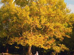 -上海共青森林公园