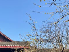 -峨眉山报国寺