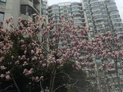 -新湖明珠城