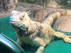-上海大自然野生昆虫馆(东方明珠·爬宠昆虫探索中心)