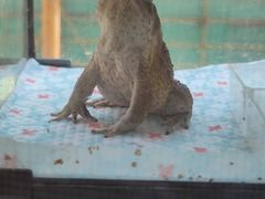 -酷以爬仙阁实体爬宠店·守宫·蜥蜴·专业繁育