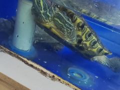 -活鱼馆(宜兴埠店)