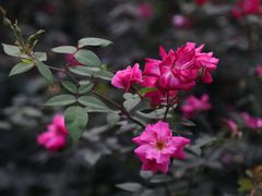 -人民公园(罗湖区)
