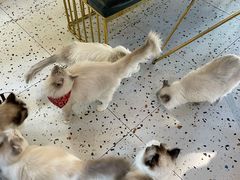 -喵喵咪呀布偶猫咖(春熙路店)