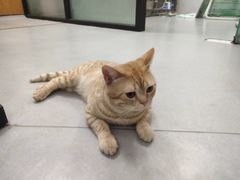 -瑞派雷欧宠物医院·中兽医·眼科·急重症转诊中心(黄台店)