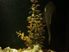 -暹罗海洋世界