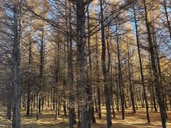 -塞罕坝国家级自然保护区