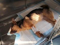 -康成宠物医院24H·CT·核磁共振