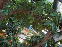 -海岛八号龙虾烧烤田鸡(蓝天路总店)
