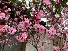 -穆林传统清真糕点(阆中店)