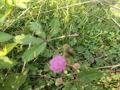 -广州神农草堂中医药博物馆