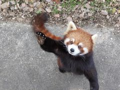 -合肥野生动物园