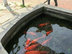 -杨厝六十六农庄农舍(杨厝路店)