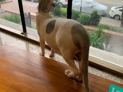 -more than meow吴止猫主题餐厅(承德 中船汇店)