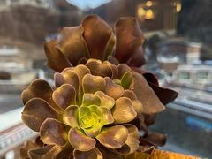 -四姑娘山阿巴郎·藏式花园餐厅