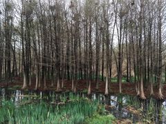 -溱湖国家湿地公园