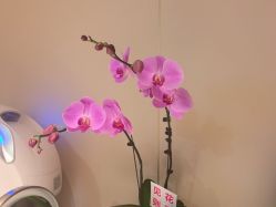 -YESIDO椰岛美容