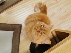 -猫和宫(六道口店)