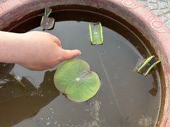 -莲花池公园