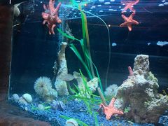 -悉尼海洋生物水族馆