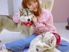 -Husky Go!哈士奇体验馆·宠物咖啡厅狗咖