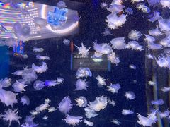 -太平洋海底世界