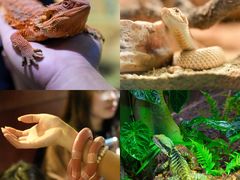 -帕帕拉兹宠物(亚洲旗舰店)