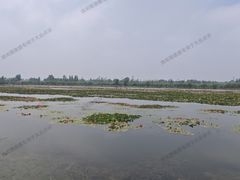 -白洋淀景区