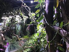 -正佳雨林生态植物园