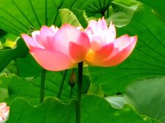 -陈家山荷花公园