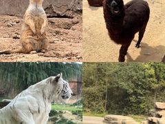 -杭州野生动物世界