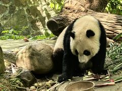 -都江堰中华大熊猫苑