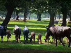 -西安秦岭野生动物园