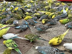 -南宫五洲植物乐园