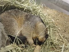-浣熊柯尔鸭土拨鼠·电玩咖