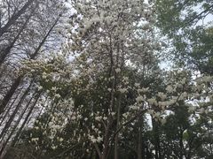 -东湖落雁景区