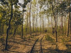 -合肥滨湖国家森林公园