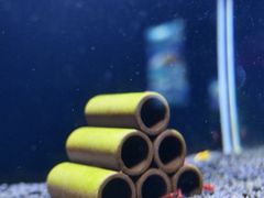 -重庆欢乐海底世界
