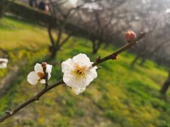 -香雪海