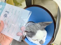 -谐和贝康宠物医院24小时·宠保定点(急重症转诊中心)