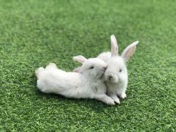 -萌宠亲子动物乐园(槐房万达店)