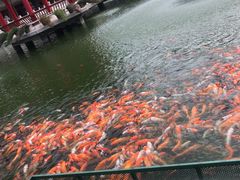 -广东圆玄道观