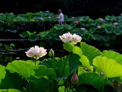-陈家山荷花公园