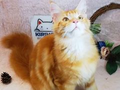 -十年猫舍·猫咪专门店(普陀店)