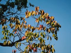 -铁山坪森林公园